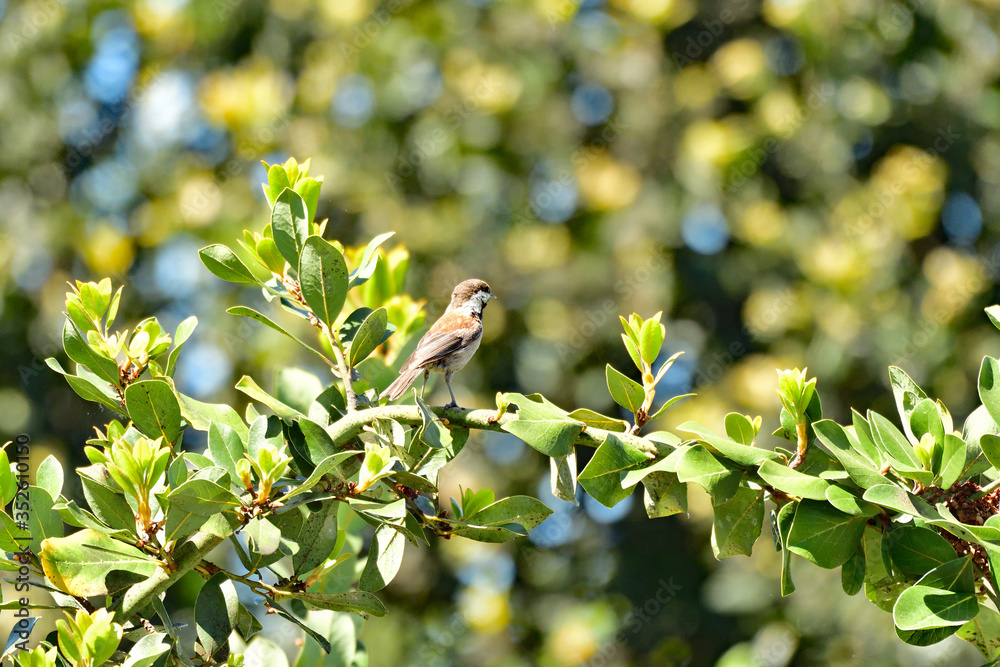 Fototapeta premium Chestnut-backed chickadee