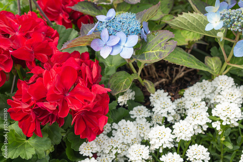 Red, White, and Blue Flowers
