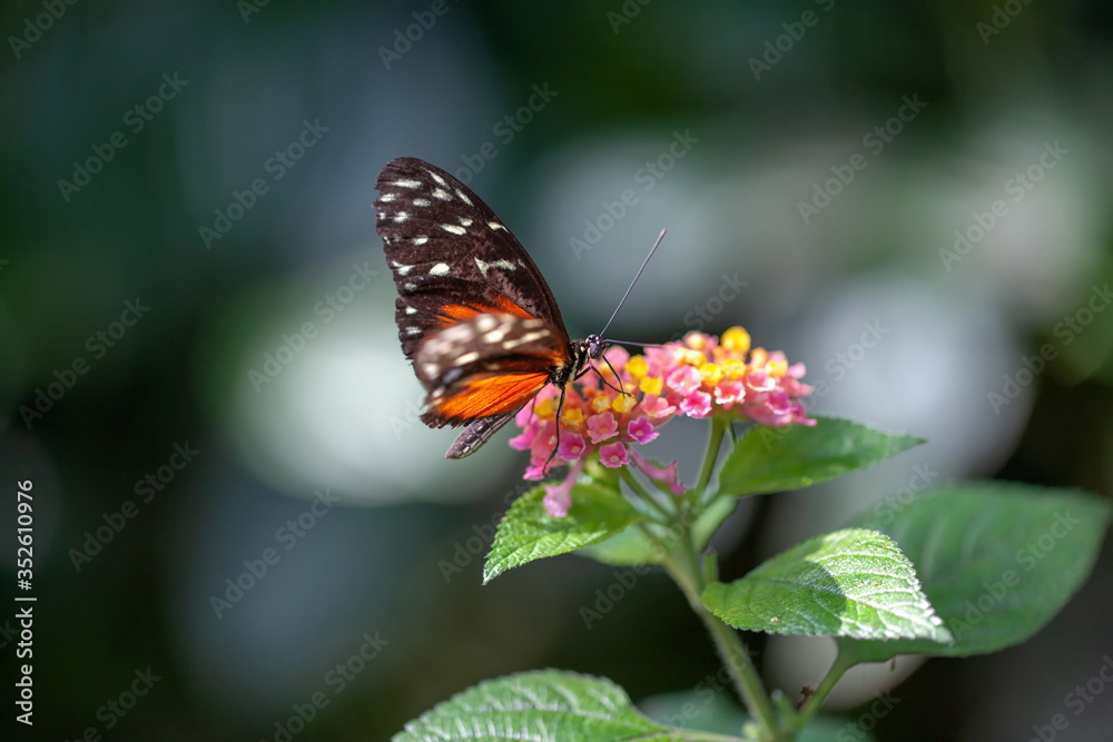 Crimson Patch Chlosyne janais Schmetterling Crimson Patch Chlosyne janais Schmetterling