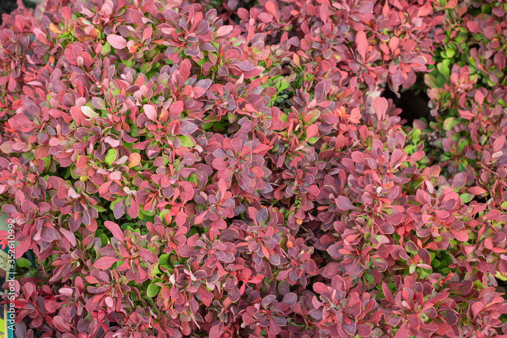Colorful Foliage Colorful Foliage