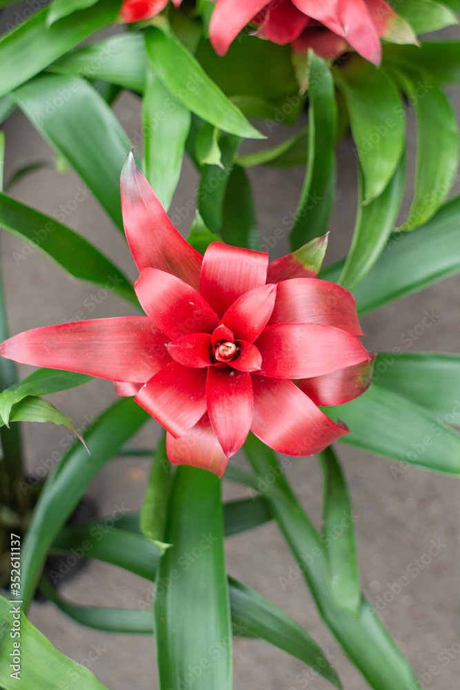 Fototapeta premium Bromeliad
