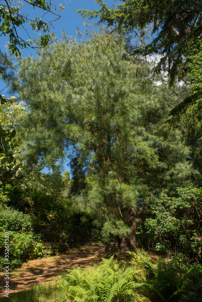 Green Foliage and Cones of a Mexican White Pine Tree (Pinus ayacahuite) Growing in a Woodland Garden in Rural Devon, England, UK Green Foliage and Cones of a Mexican White Pine Tree (Pinus ayacahuite) Growing in a Woodland Garden in Rural Devon, England, UK
