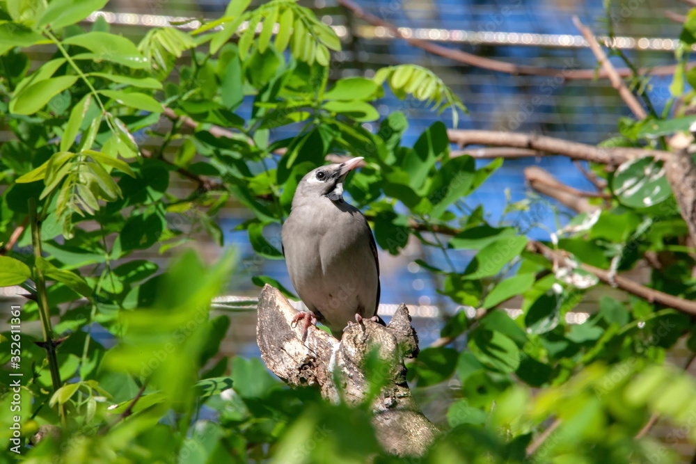 Obraz premium Soldatenkiebitz Maskenkibitz