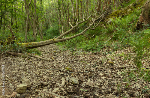 A dead tree lying on the path that crosses the forest