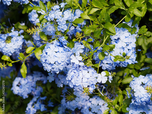 Foto Dentelaire du Cap ou Plumbago du Cap (Plumbago auriculata)