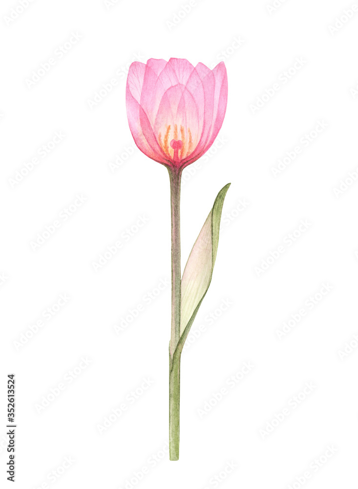 Transparent Tulip of pale pink color, hand-drawn by watercolor, isolated on white background, X-ray drawing of flowers Delicate spring petals, pistils, stamens Botanical drawing floral structure Transparent Tulip of pale pink color, hand-drawn by watercolor, isolated on white background, X-ray drawing of flowers Delicate spring petals, pistils, stamens Botanical drawing floral structure