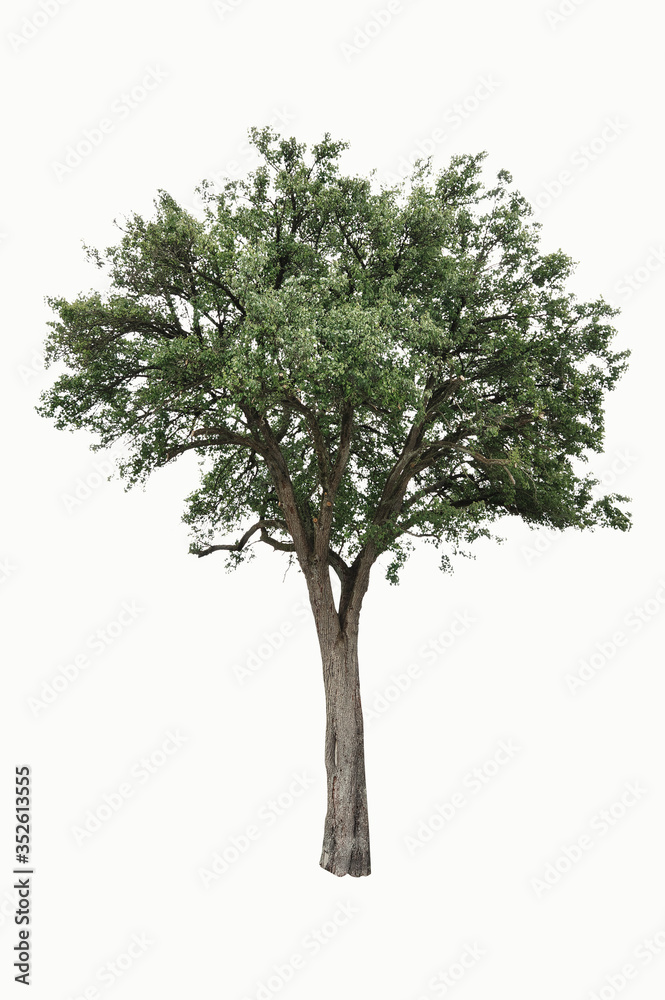 Tree with white background Tree with white background