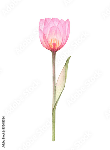 Transparent Tulip of pale pink color, hand-drawn by watercolor, isolated on white background, X-ray drawing of flowers Delicate spring petals, pistils, stamens Botanical drawing floral structure