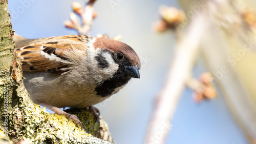 Eurasien Tree Sparrow (passer montanus) perched on wood branch in spring