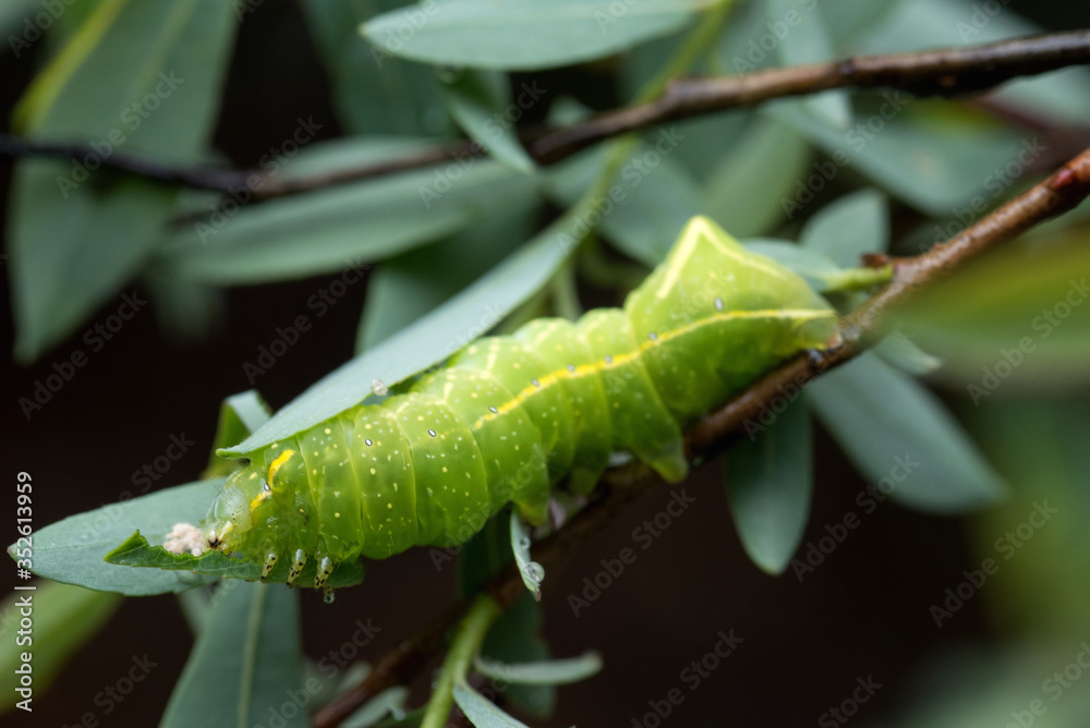 un bel bruco verde mentre si gode lo spuntino che consiste in foglie di salice un bel bruco verde mentre si gode lo spuntino che consiste in foglie di salice
