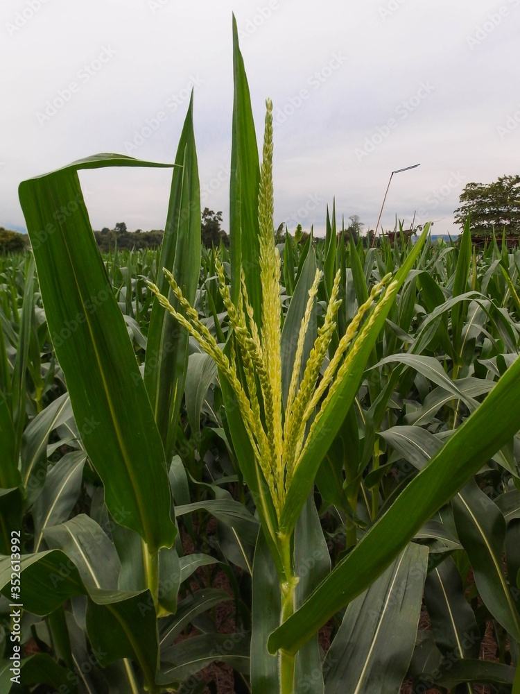 Obraz premium corn field in the morning