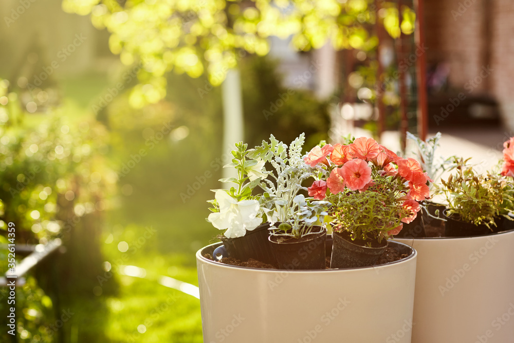 Beautiful delicate flowers grow in large ceramic vases in the spring garden. Gardening, floriculture, flower arrangements