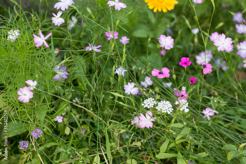 Summerflowers In A Country Garden