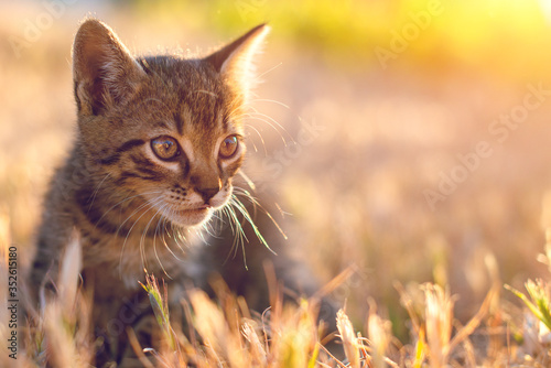 Gray little striped cat playing on the grass with sunset background