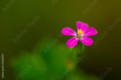 Purple flower over green background in mountains