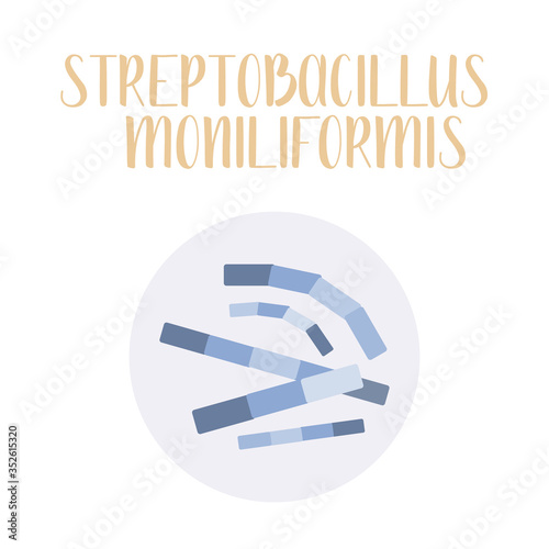 Streptobacillus Moniliformis, pathogen. Rod-shaped, gram-negative bacteria. Morphology. Microbiology. Vector flat illustration photo
