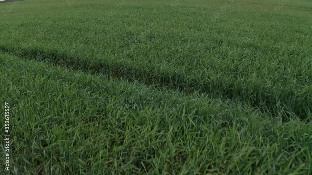 Beautiful view of wheat field at sunset. Drone video recording Beautiful view of wheat field at sunset. Drone video recording
