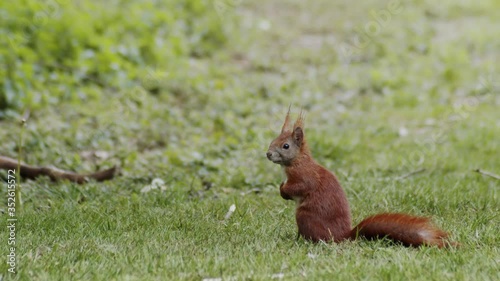 Close up of a red forest squirrel looking around for food finding a nut to gnaw on.