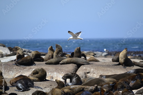 Seal Island - Seagull