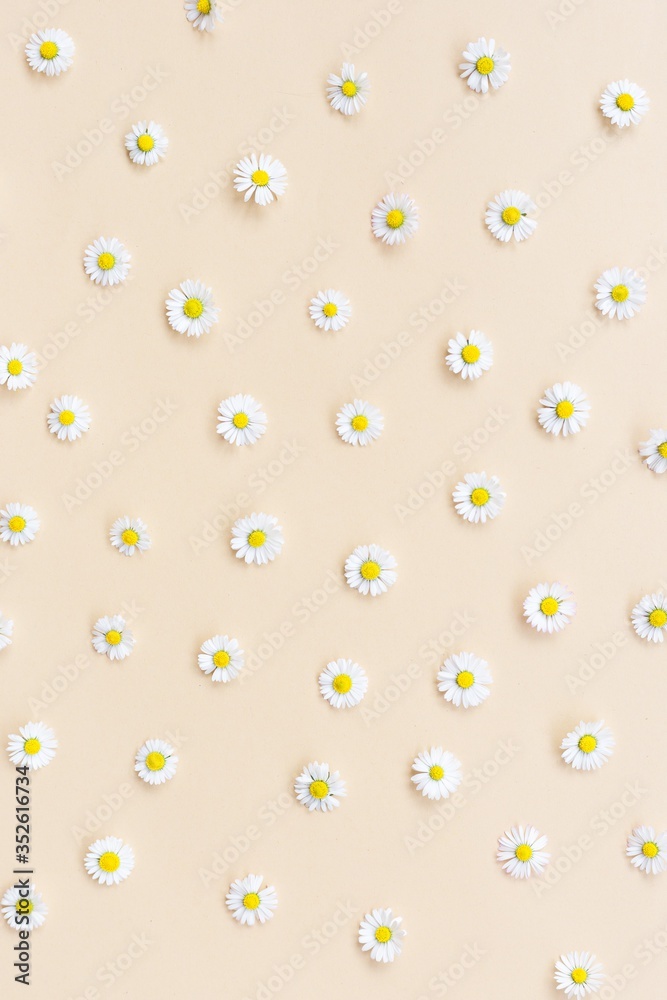 Pattern made of little beautiful whitechamomiles. Flowers composition on a beige background. Repetition concept. Flat lay, top view, copy space Pattern made of little beautiful whitechamomiles. Flowers composition on a beige background. Repetition concept. Flat lay, top view, copy space