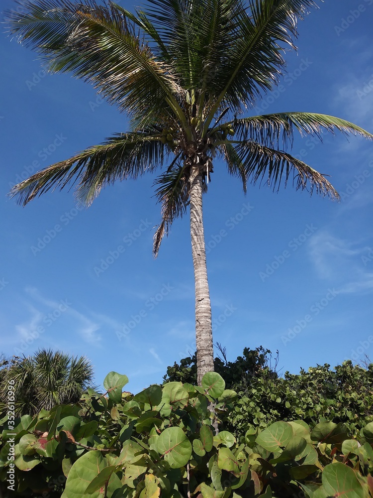 Fototapeta premium Palm Tree and beach vegetation, sky