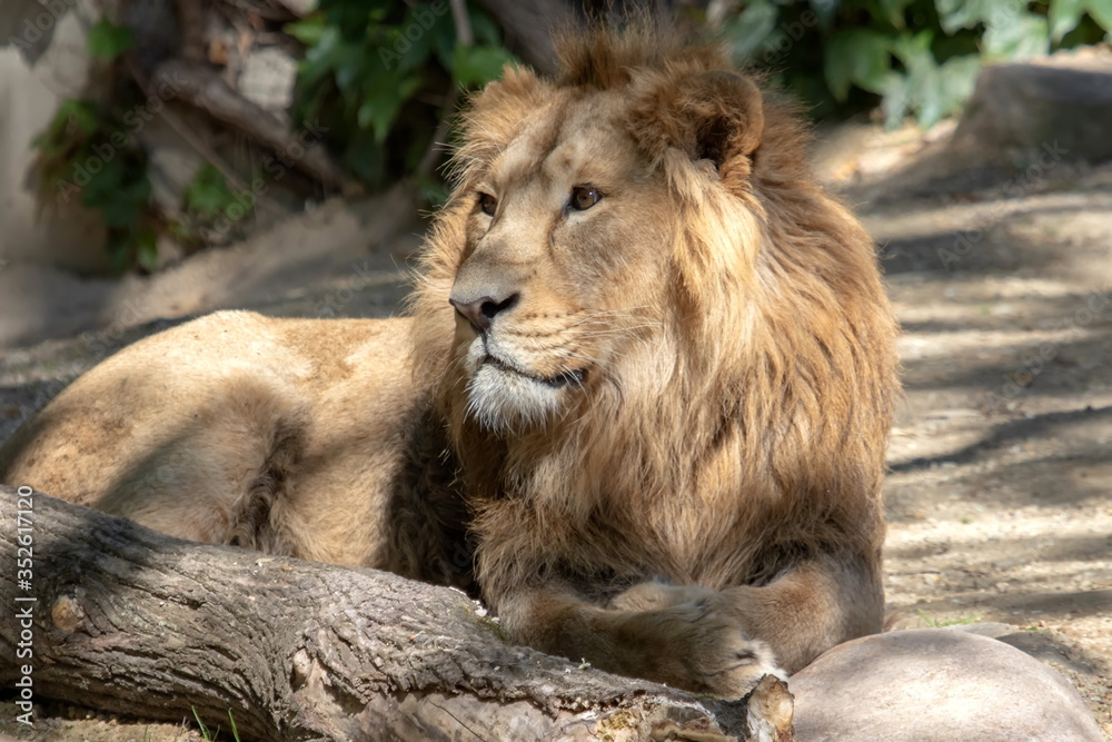 Naklejka premium Löwe