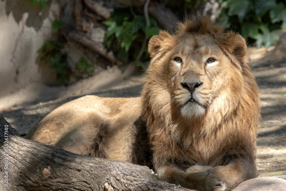 Naklejka premium Löwe