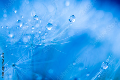 Soft focus on dandelion flower, closeup, abstract blue background