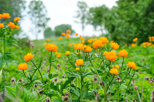 Wild natural Trollius Asiaticus in a summer forest on a background of greenery. Orange wild flowers in a wild meadow.