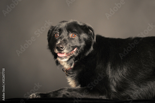 old black mongrel dog in the studio photo