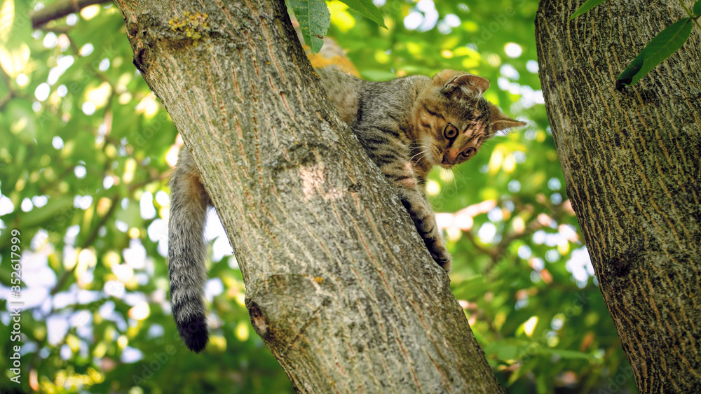 Cute little kitting sitting on tree top at garden Cute little kitting sitting on tree top at garden
