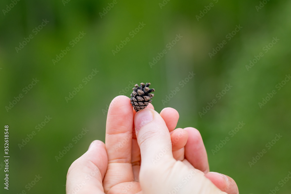small pine cone in the hands small pine cone in the hands