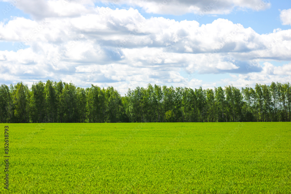 Fototapeta premium green field and blue sky