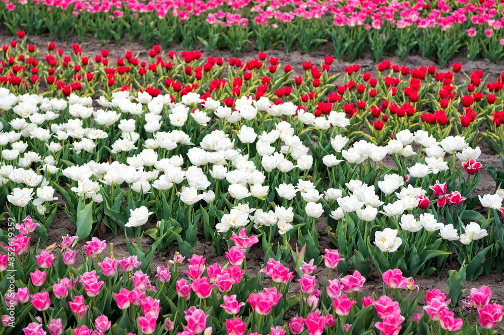 spring landscape park. country of tulip. beauty of blooming field. famous tulips festival. Nature Background. group of colorful holiday tulip flowerbed. Blossoming tulip fields. Summer collection