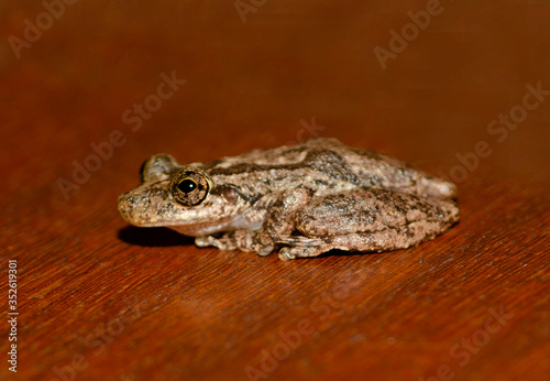 frog, amphibian, toad, macro, close up, 