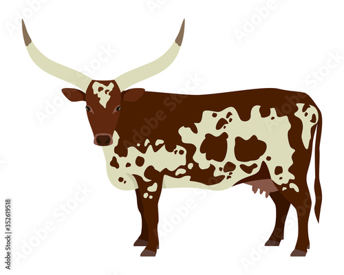 Watusi cattle Flat vector illustration Isolated object on white background