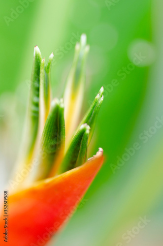 close up of flower, flower, nature, green, orange flower, orange, plant, macro, floral, spring, garden, flowers