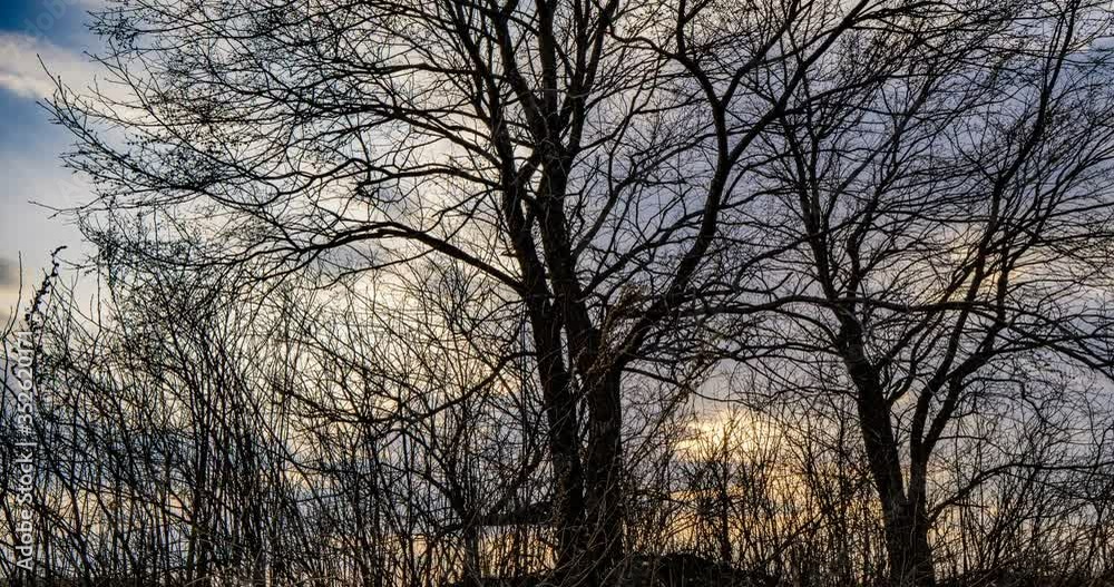 The smooth movement of the camera between the branches of trees. The evening sun through blue clouds, time lapse, hyperlapse. Beautiful landscape The smooth movement of the camera between the branches of trees. The evening sun through blue clouds, time lapse, hyperlapse. Beautiful landscape