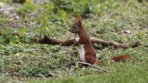 Close up of a red forest squirrel looking around for food finding a nut to gnaw on.