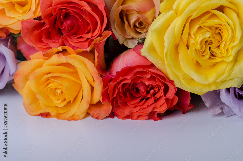 Plenty of multi colored roses copy space backdrop. Plenty of multi colored roses copy space backdrop.