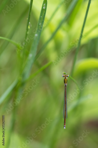 Dragonfly on a Blade of Grass