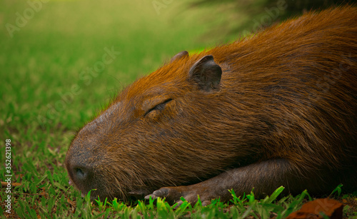 Wallpaper Mural capybara dream Torontodigital.ca