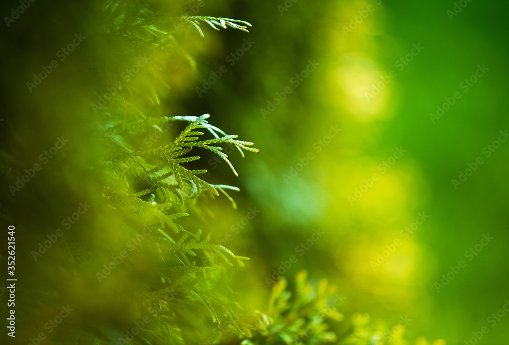 Green Nature Background with Garden Thujas Close Up Green Nature Background with Garden Thujas Close Up