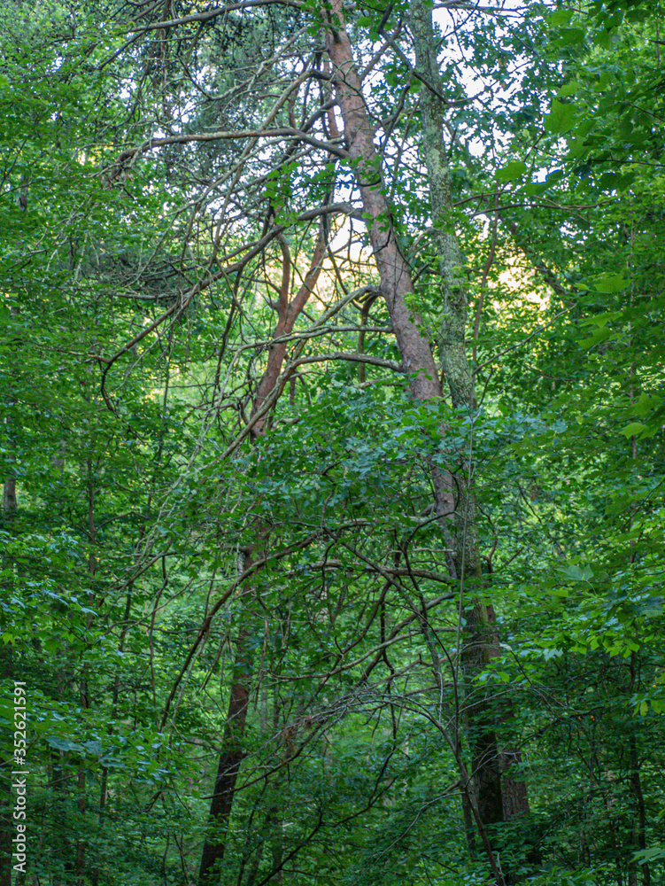 Naklejka premium forest in the morning