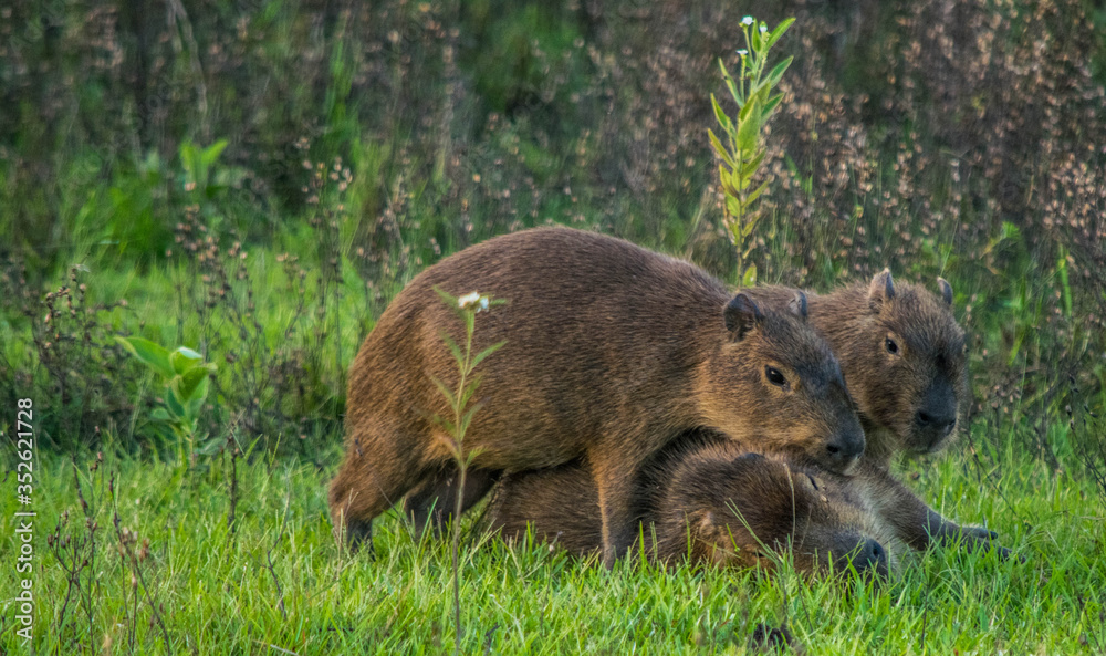 Fototapeta premium capybara playing