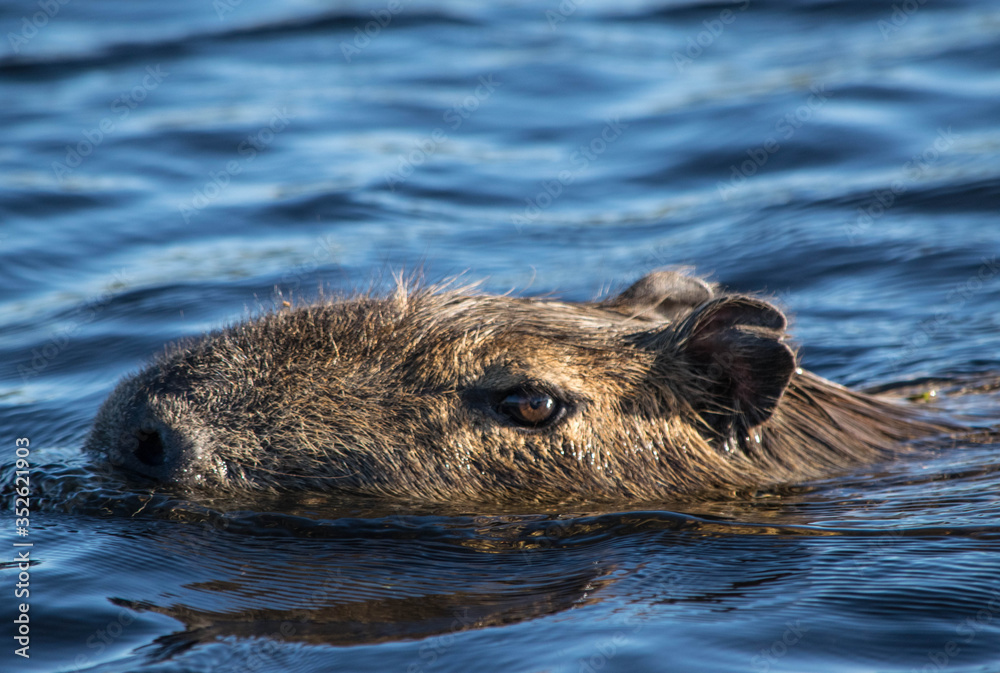 capybara swiming