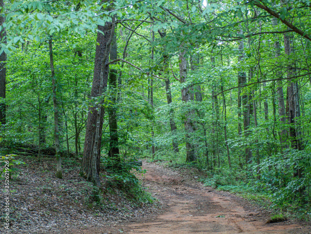 Obraz premium path in the forest