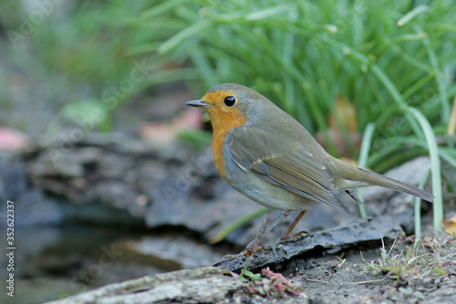 robin on a branch