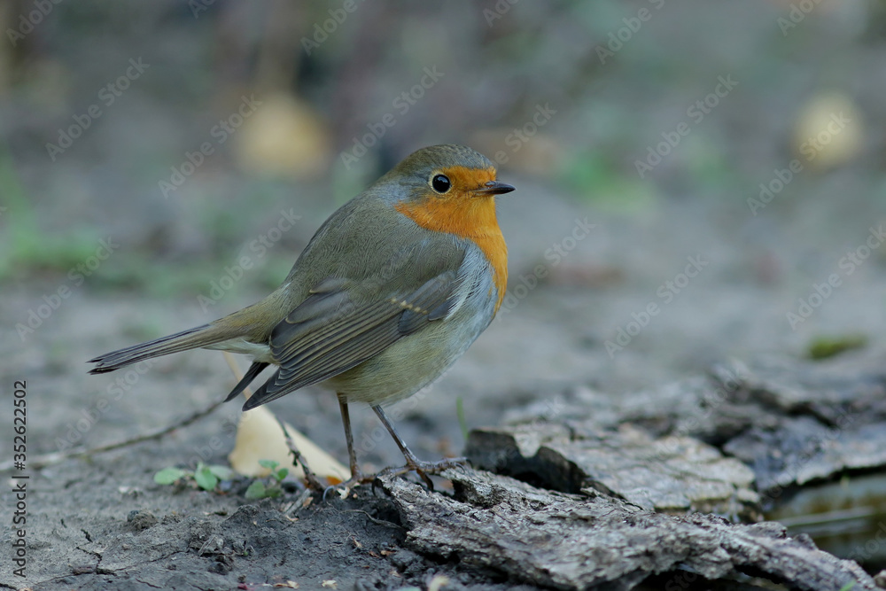 robin on a branch robin on a branch