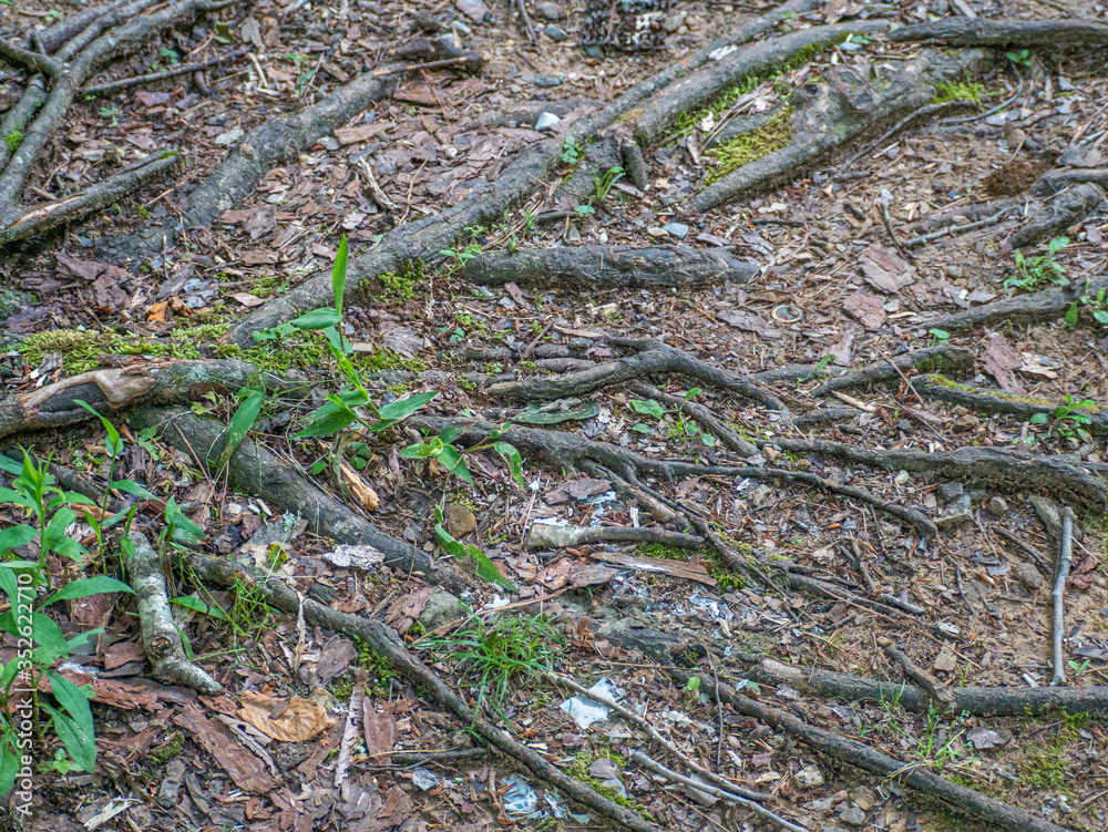 roots in the ground